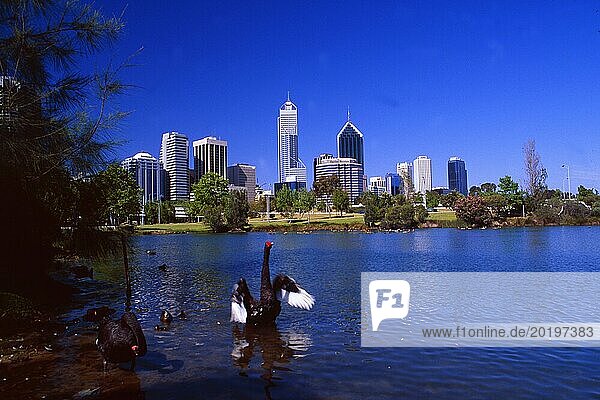 Australien: Die Skyline von Perth mit einem schwarzen Schwan  alt  vintage  retro