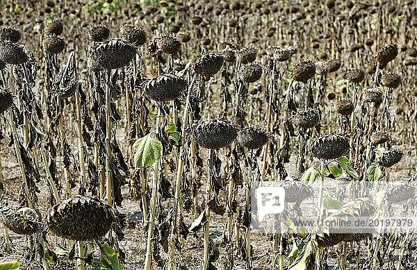Dried sunflowers in a field in Schönwald in Brandenburg  16/08/2018