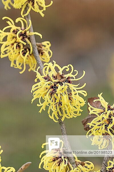 Hybrid-Zaubernuss (Hamamelis × intermedia 'Primavera')  Cambridge Botanical Garden  Deutschland  Europa