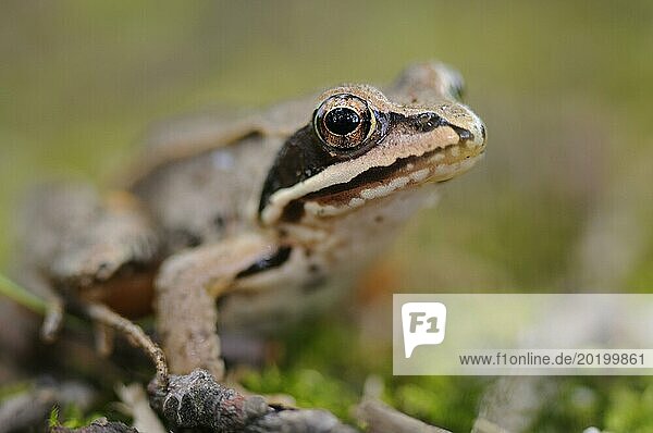 Portrait of a young moor frog. Portrait eines jungen Moorfrosches