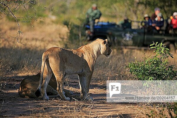 Löwin vor einem Safari Auto mit Touristen