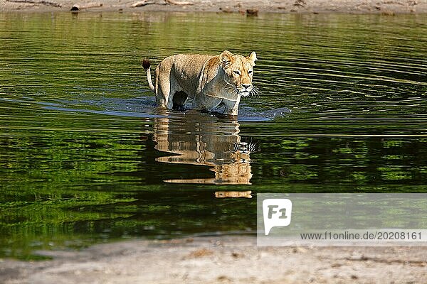 Löwin im Chobe National Park in Botswana beim durchwaten eines Flusses