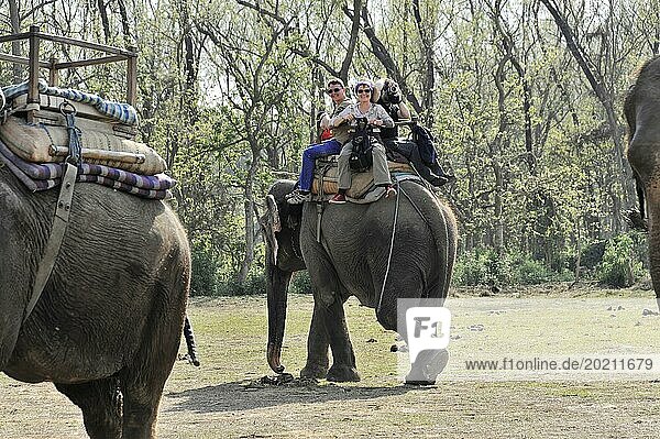 Gruppe von Menschen mit Helmen auf einer Elefantensafari in einer grünen Umgebung  Chitwan Nationalpark  Nepal  Asien