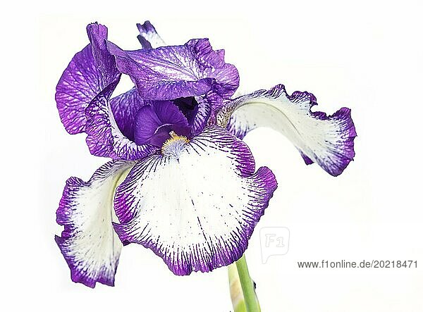 Schöne mehrfarbige Irisblüte isoliert in weiß. Nahaufnahme