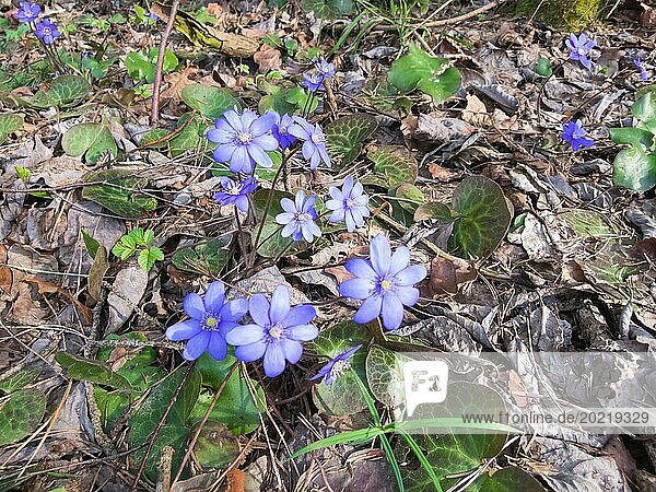 Blühende Hepatica im Wald im Frühling