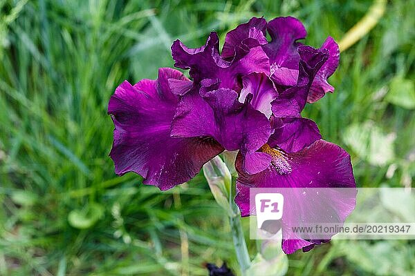 Schöne Irisblume mit Wassertropfen blühen im Garten. Nahaufnahme  Zerbrechlichkeit und Sommer Konzept