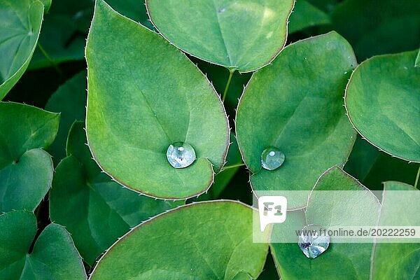 Green leaves with drops of water  ecology concept