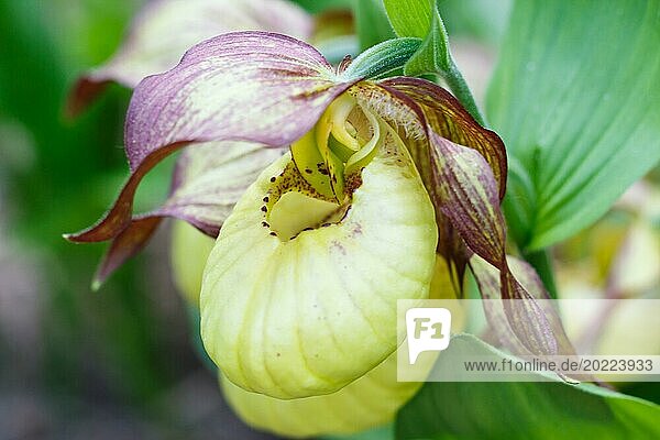 Schöne Orchideen in verschiedenen Farben auf grünem Hintergrund im Garten. Frauenschuh Hybriden. Nahaufnahme