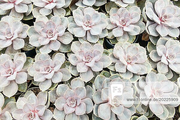 Small succulent plants background. greenhouse  top view  floral texture
