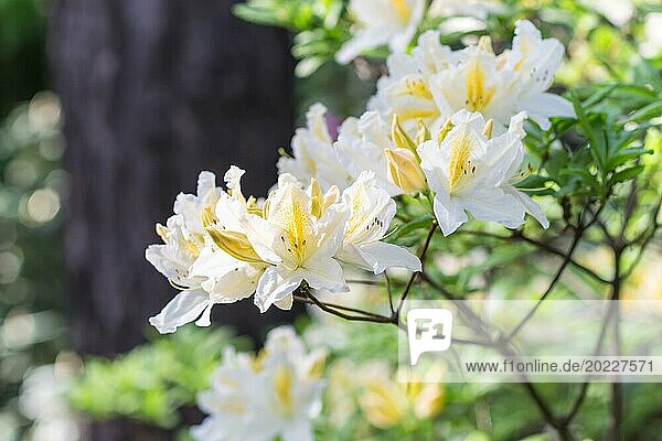 Blühender Rhododendron im botanischen Garten im Frühling