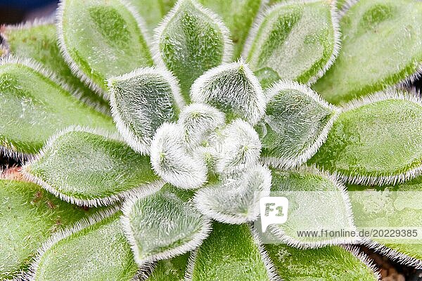 Beautiful succulent plant in greenhouse. Closeup  floral patterns  selective focus