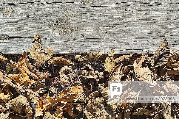 Teil der alten Graupappe mit braunen trockenen Blättern
