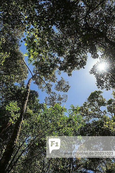 Die Sonne bricht durch die Äste des Dschungels.Malaysia
