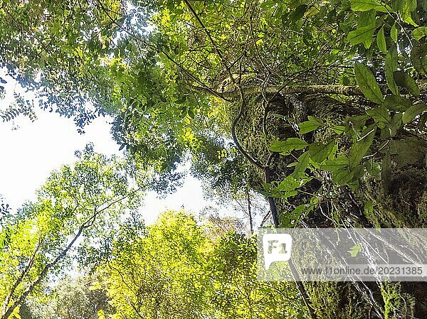 Riesiger alter Baum im Dschungel.Malaysia