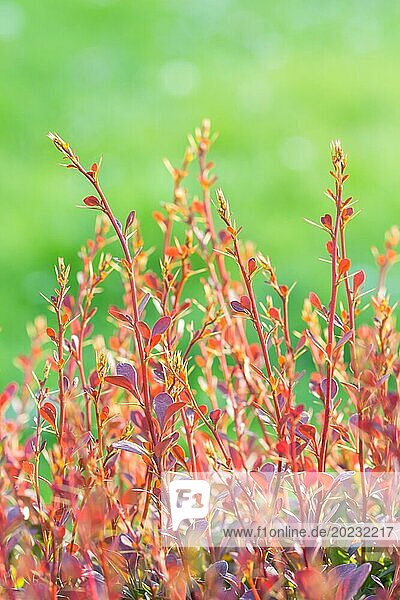 Roter Berberitzenzweig im botanischen Garten im Frühling