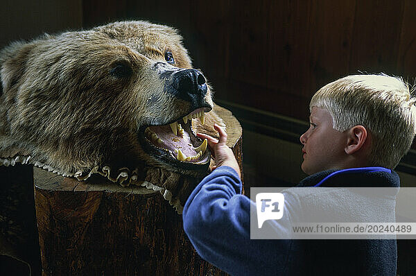 Boy examines the teeth of a stuffed Alaskan brown bear (Ursus arctos gyas) at a nature center in Chugach State Park  Alaska  USA; Eagle River  Alaska  United States of America