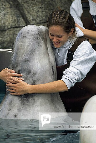 Young woman hugs a Beluga whale (Delphinapterus leucas) at an aquarium.; Mystic  Connecticut  United States of America