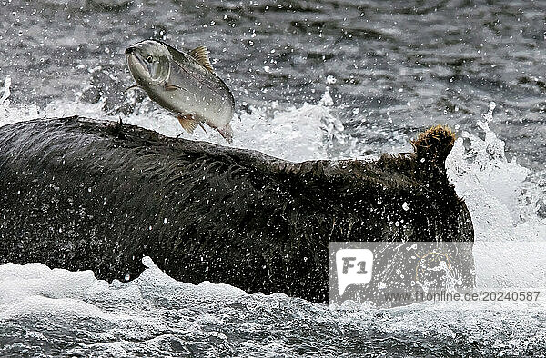 Icy water flies as a Brown bear (Ursus arctos) fishes for salmon in Kuril Lake and the salmon leaps in the air  Kurilskoye Lake Preserve; Kamchatka  Russia
