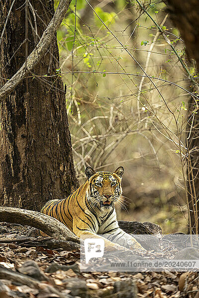 Bengal tiger (Panthera tigris tigris) lies in forest watching camera; Madhya Pradesh  India