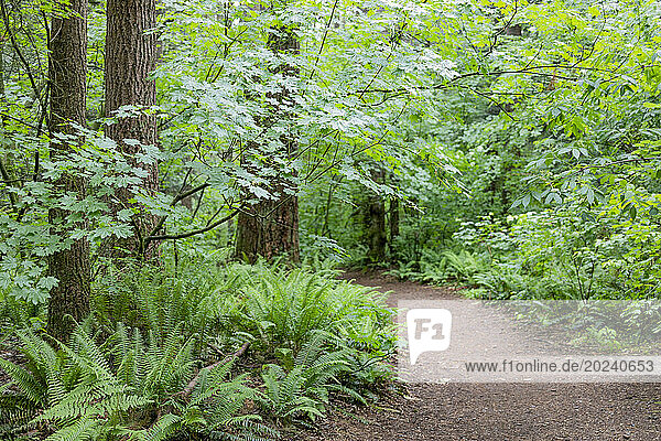 View of a dirt pathway through the Watershed Forest Trail; Delta  British Columbia  Canada