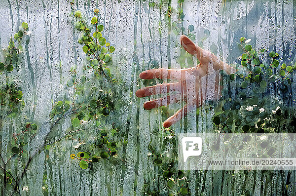 Hand and plants through a fogged up window; North Slope  Alaska  United States of America