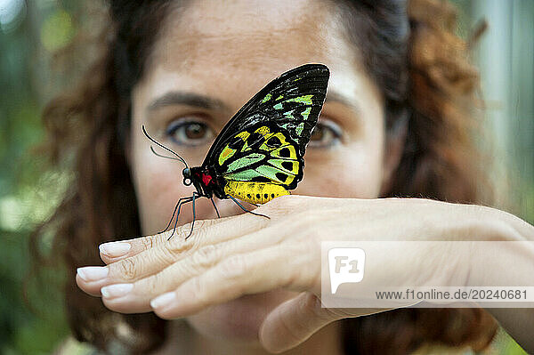 Cairns Birdwing butterfly (Ornithoptera euphorion) lands on a woman's hand at a zoo; Omaha  Nebraska  United States of America