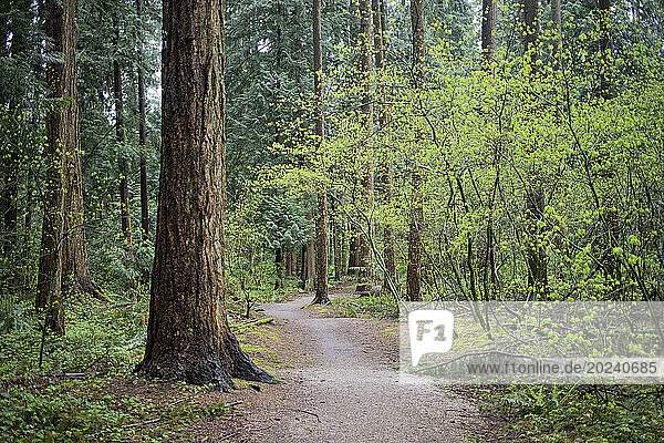View of a dirt pathway through the Green Timbers Urban Forest; Surrey  British Columbia  Canada