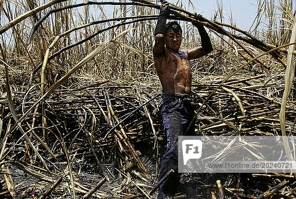 Sugar workers are covered with black char as they harvest cane in the hot sun after fields are burned. Canes are burned before they are cut because leaves from the plant are so sharp they dull blades of their machetes. The stalks are then loaded on a truck  taken to a mill to be processed into white and brown sugar. This is at the Pomalca sugar cane coop located at Campo Rosaliais in Peru; Peru