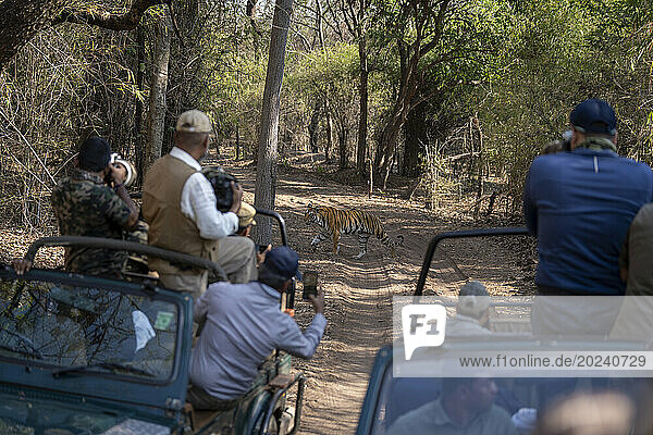 Bengal tiger (Panthera tigris tigris) crosses track watched by photographers; Madhya Pradesh  India