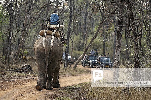 Domestic elephant (Elephas maximus indicus) walks towards safari vehicles in forest; Madhya Pradesh  India
