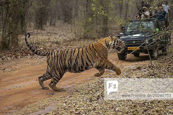 Bengal tiger (Panthera tigris tigris) running across track near vehicle with photographers; Madhya Pradesh  India