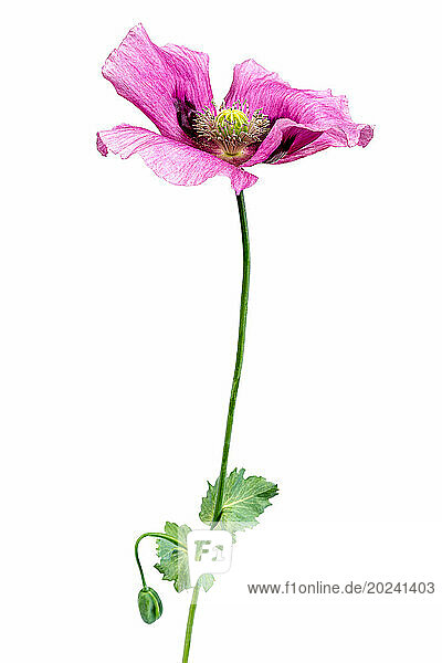 Poppy flower on white background.