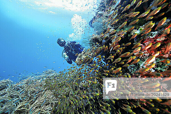 Sweeper fish and diver in the pristine waters off of Banta Island which are rich with aquatic life. Divers come to explore a region where two oceans meet - the Indian and the Pacific; Banta Island  Indonesia