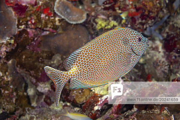 Dark spot above and behind the gill cover is found on all Gold-spotted rabbitfish (Siganus punctatus); Philippines