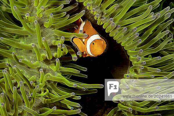 Clown anemonefish (Amphiprion percula) in anemone (Heteractis magnifica); Philippines