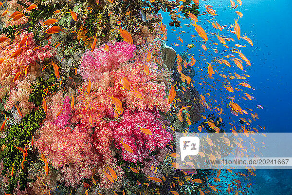Alcyonarian soft coral with schooling anthias dominate this Fijian reef scene; Fiji