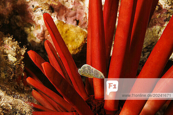 Endemic juvenile psychedelic wrasse (Anampses chrysocephalus) pictured in front of a Slate pencil sea urchin (Heterocentrotus mammillatus); Hawaii  United States of America