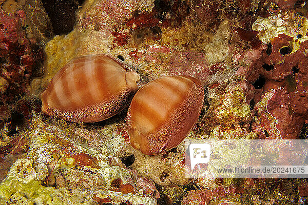 Pair of Groove-tooth cowry (Cypraea sulcidentata)  an endemic cowry found only in Hawaii; Hawaii  United States of America