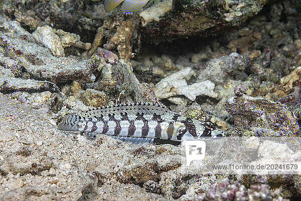 Reticulated sandperch (Parapercis tetracantha) is also known as the Black banded seaperch; Philippines