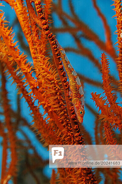 Gorgonian or Black coral goby (Bryaninops tigris) on black coral; Hawaii  United States of America
