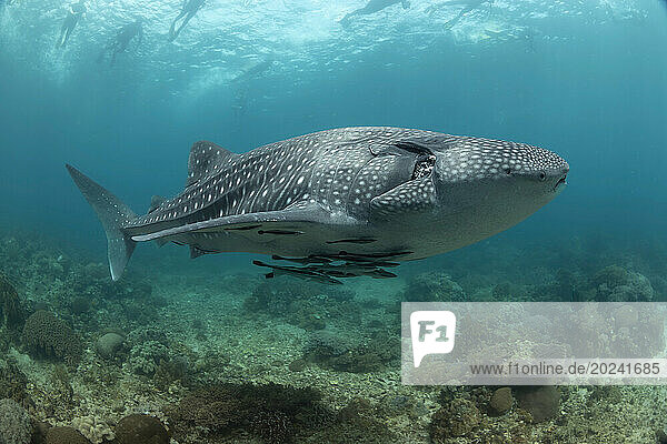 Snorklers on the surface follow a Whale shark (Rhiniodon typus) cruising over a shallow reef area  Philippines. This is the worlds largest species of fish; Philippines