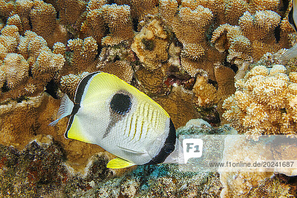 Teardrop butterflyfish (Chaetodon unimaculatus) feed mostly on encrusting rice coral as pictured here; Hawaii  United States of America