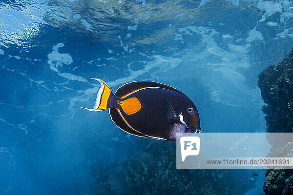 Achilles tang (Acanthurus achilles) reaches 10 inches in length and are often found in the shallow surge zone of the reef  Hawaii  USA; Hawaii  United States of America