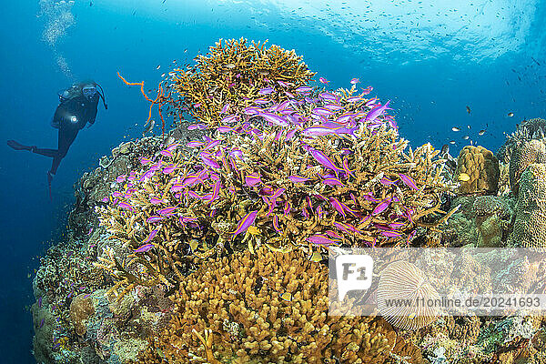 Diver and a hard coral reef with schooling purple fairy basslet (Pseudanthias tuka); Philippines