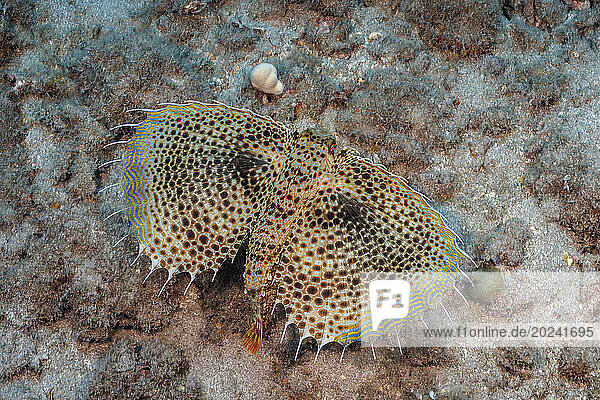 Oriental flying gurnard (Dactylopterus orientalis) is remarkable for its enormous pectoral fins. When spread  they have the form of rounded fanlike wings; Hawaii  United States of America
