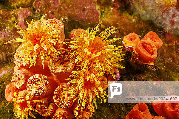 Close look at orange cup coral (Tubastraea coccinea); Hawaii  United States of America