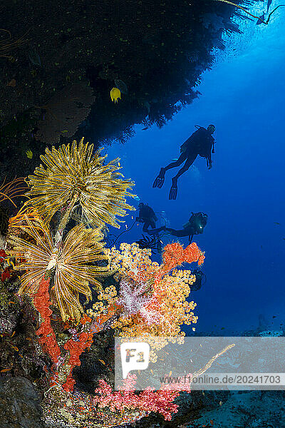 Divers and a coral head with alcyonarian soft coral and crinoids; Fiji