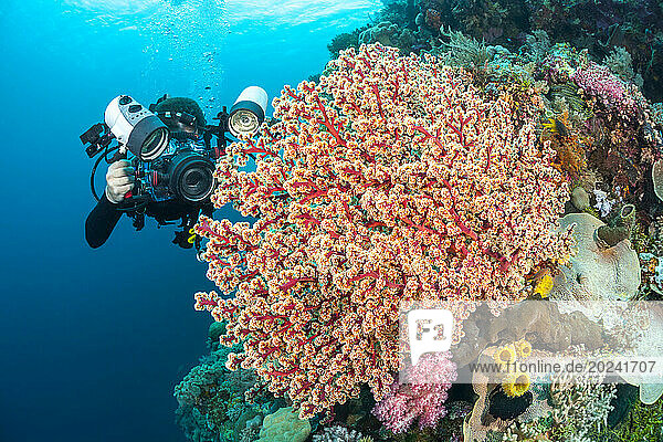 Photographer lines up with a SLR in a housing with a macro lens to shoot soft coral detail  Indonesia.