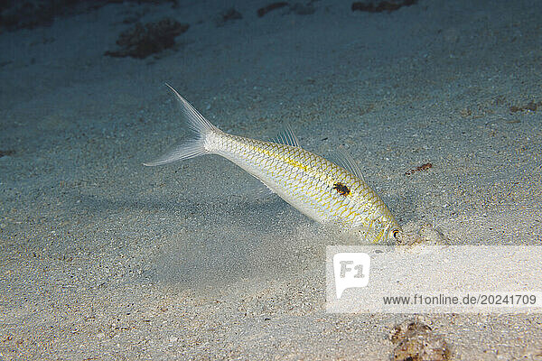 This Yellowstripe goatfish (Mulloidichthys flavolineatus) has sensed prey under the sand with its specially designed barbels and is attempting to catch a meal. This species is also known as the square-spot goatfish  although this spot can be turned off; Hawaii  United States of America