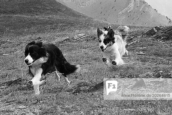 Zwei Border Collies laufen freudig auf einer Wiese in einer dynamischen und verspielten Szene  Amazing Dogs in the Nature